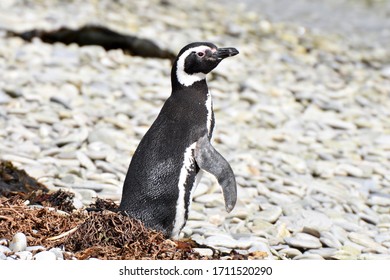 Magellanic Penguin In East Falkland