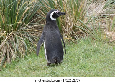 Magellanic Penguin In East Falkland