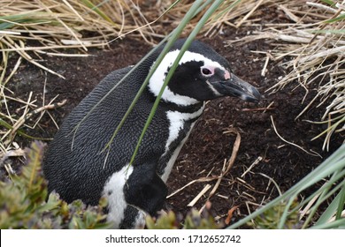 Magellanic Penguin In East Falkland