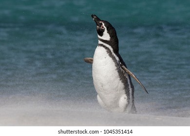 Magellanic Penguin Expunging Water