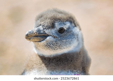 Magellanic penguin molting at Punto Tombo, Puerto Madryn, Argentina	 - Powered by Shutterstock