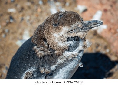 Magellanic penguin molting at Punto Tombo, Puerto Madryn, Argentina	 - Powered by Shutterstock