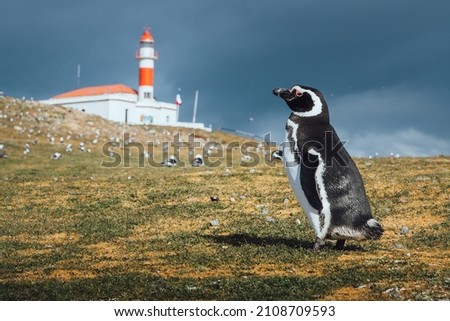 Magellanic penguin on Magdalena Island looking at the lighthouse and surrounded by other penguins