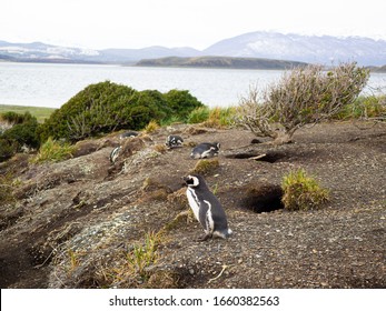 Magellanic Penguin on sea shore 