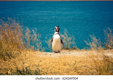 A Magellanic penguin (Spheniscus Magellanicus) facing looking, inside Valdes Peninsula nature reserve, Patagonia, Argentina, South America.