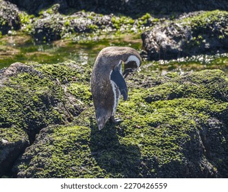 Magellanic penguin standing on seaweed rocks in Punta Tombo penguin sanctuary in Chubut province - Powered by Shutterstock