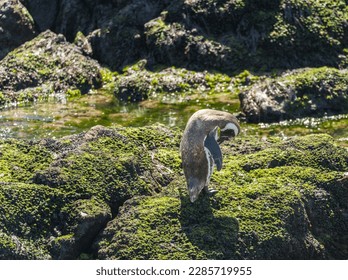 Magellanic penguin standing on seaweed rocks in Punta Tombo penguin sanctuary in Chubut province - Powered by Shutterstock