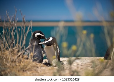 magellanic penguin, valdes peninsula, argentina