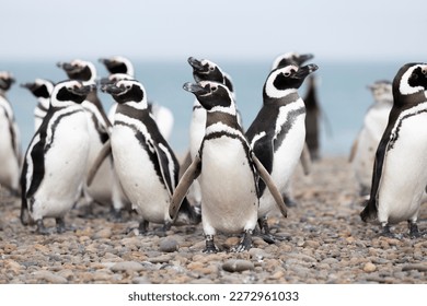 Magellanic penguins at the beach of Cabo Virgenes at kilometer 0 of the famous Ruta40 in southern Argentina, Patagonia, South America 