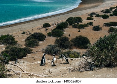 Magellanic Penguins dwelling by their nest at the rocks above the beach at Valdes Peninsula, Patagonia, Argentina