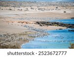 Magellanic penguins line the coast of Punta Tombo in Argentina. Punta Tombo is a very unique area with contrasting desert type landscaping right along the central coastline of Argentina	