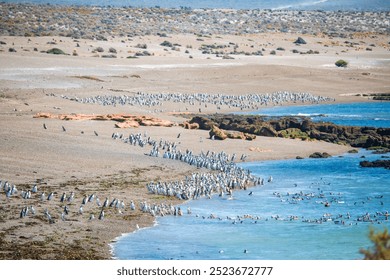 Magellanic penguins line the coast of Punta Tombo in Argentina. Punta Tombo is a very unique area with contrasting desert type landscaping right along the central coastline of Argentina	 - Powered by Shutterstock