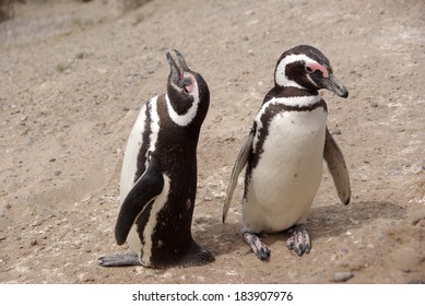 Magellanic penguins in Patagonia