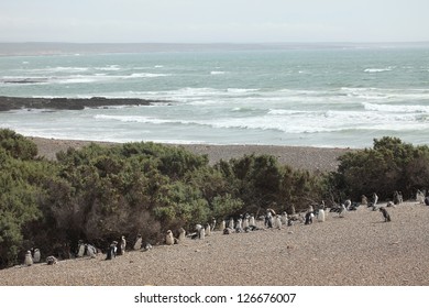 Magellanic Penguins Punta Tombo Argentina