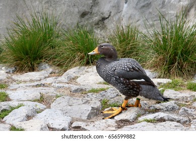 Magellanic steamer duck