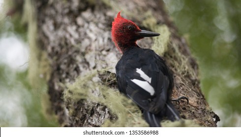 Carpenter Bird Images, Stock Photos & Vectors | Shutterstock