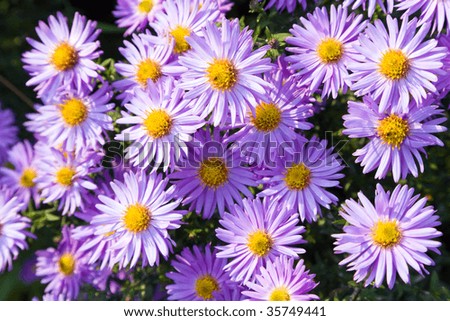 Similar – Image, Stock Photo PURPLE FLOWER Autumn