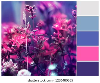 Magenta and blue color palette. Complimentary colours. Color theory and mixing concept.