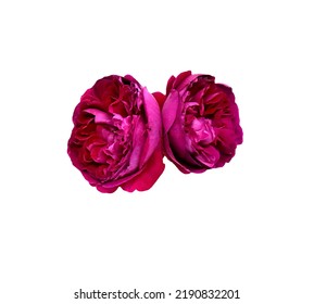 Magenta color roses isolated on white background
				