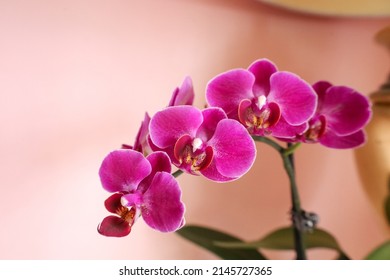 Magenta Colored Orchid Against A Pale Pink Wall