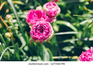Afslachten picknick Waakzaamheid Tulipa Antraciet Images, Stock Photos & Vectors | Shutterstock