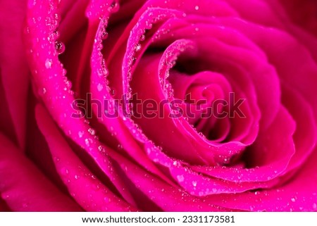 Magenta macro rose wet flower petals with plenty little water beads of dew drops. Design element for Valentine's cards. Floral background made of flower part