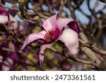 Magenta pink magnolia flower in bloom. Inside flower can be seen. Winter flowering tree that is popular as a feature on front lawns.