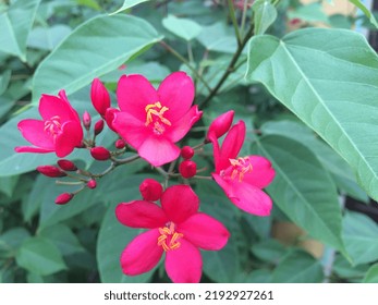 Magenta Red Mini Flowers, Spread Out On Green Leaves