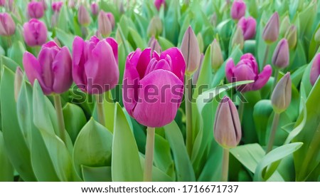 Magenta tulips against green foliage. Purple tulips background. Tulips backdrop. Purple floral background. Purple tulip blooms. Blooming tulips. Purple tulip buds.