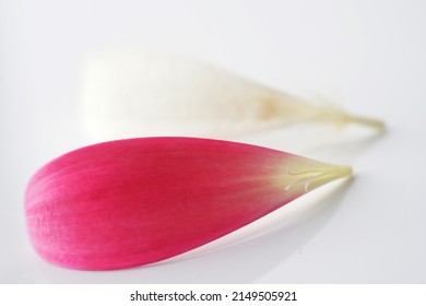 Magenta And White Petals Macro Subtle Decorative