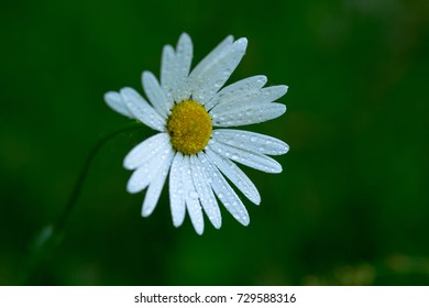 Magerite flower macro