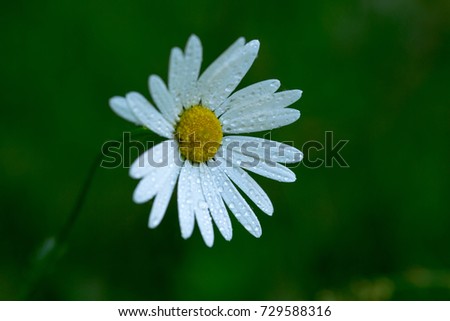 Magerite flower macro