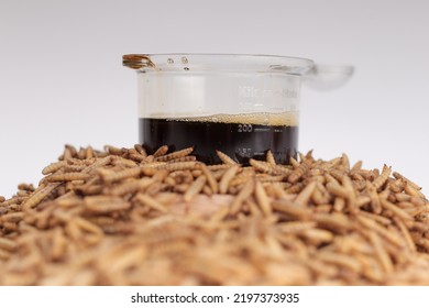 Maggot Black Soldier Fly (BSF) For Farm, Feed And Fisher