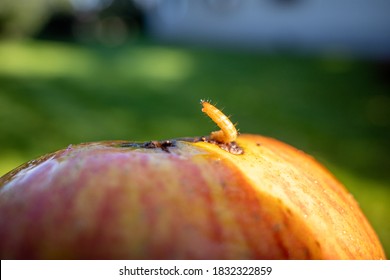 A Maggot Crawls Out Of A Ripe Apple