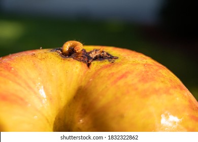 A Maggot Crawls Out Of A Ripe Apple