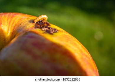 A Maggot Crawls Out Of A Ripe Apple