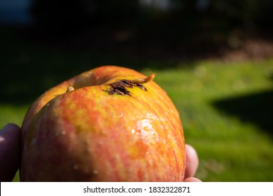 A Maggot Crawls Out Of A Ripe Apple