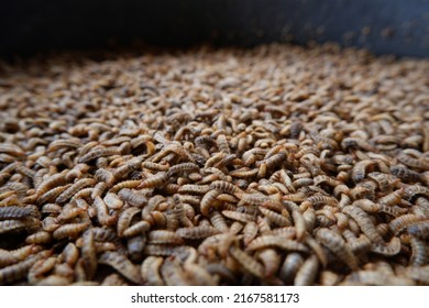 Maggot Is A Fly Larvae That Has A Lot Of Nutritional Content And Can Be Used As Animal Feed Such As Birds And Fish So That Pets Get Sufficient Nutritional Intake To Grow.