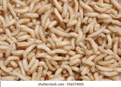 Maggots High Res Stock Images Shutterstock