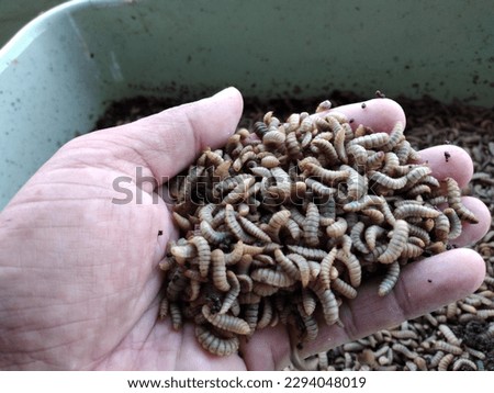 Maggots : adult larvae of Black Soldier Fly (Hermetia illucens). Maggots are very useful for recycling organic waste. Also can be used for fish and poultry feed