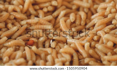 Maggots background close up macro shot. Pest invasion. Fly larvae