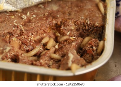 Maggots Close Up In An Opened Box Of Cat Food