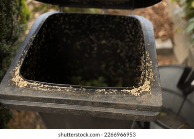 Maggots in the compost bin