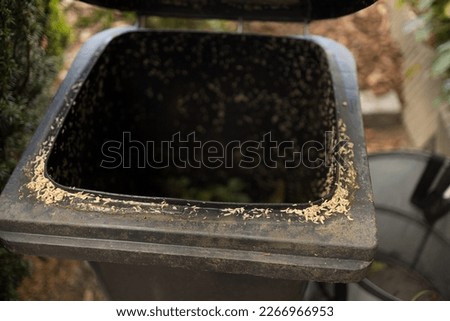 Maggots in the compost bin
