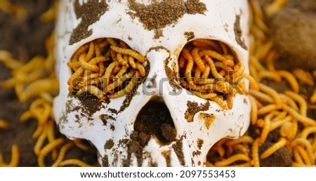 Maggots crawling on dead skull closeup photo