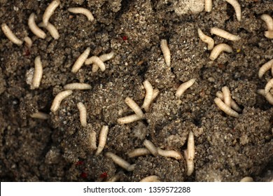 Maggots In Fish Food While Fishing