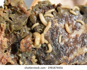 Maggots fly larvae decompose crawling in rotten meat