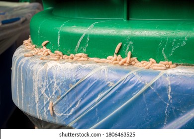 Maggots Infestation In Organics Container, Green Bin Or Compost. Maggot Feasting On Leftovers. Many Fly Larvaes Stuck Between Bag, Bin And Lid. Garbage Room Of Residential Or Commercial Building. 