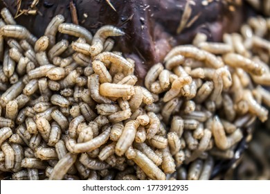 Maggots. Many larvae. Cadaveric worms. - Shutterstock ID 1773912935
