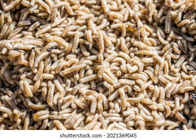 Maggots. Many larvae. Cadaveric worms. - Shutterstock ID 2021369045